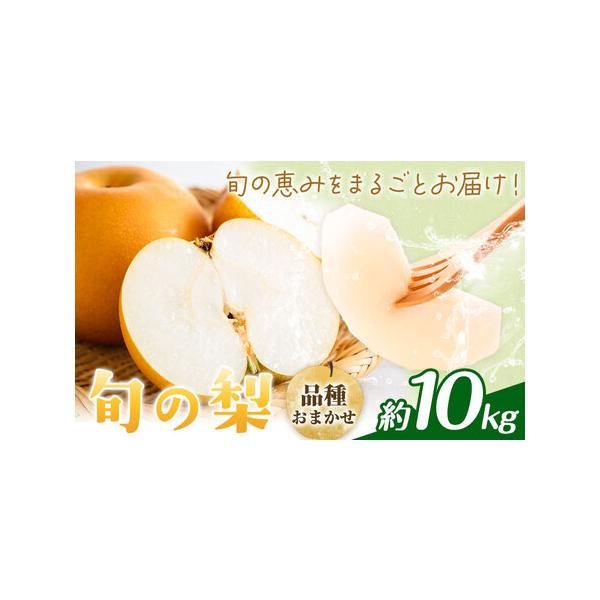 【先行予約】旬の梨 品種おまかせ 約10kg 日本フルーツ株式会社《2027年8月上旬-10月上旬頃出荷》熊本県 菊池市 梨 なし 豊水 秋月.. 熊本県菊池市
