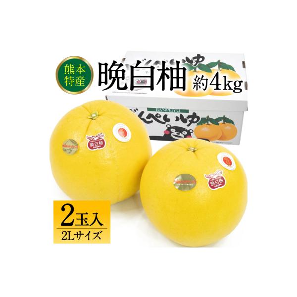 八代市 【先行予約】八代市産 晩白柚 2L 2玉 【2026年12月上旬より順次発送】_232-6022-B 約4kg