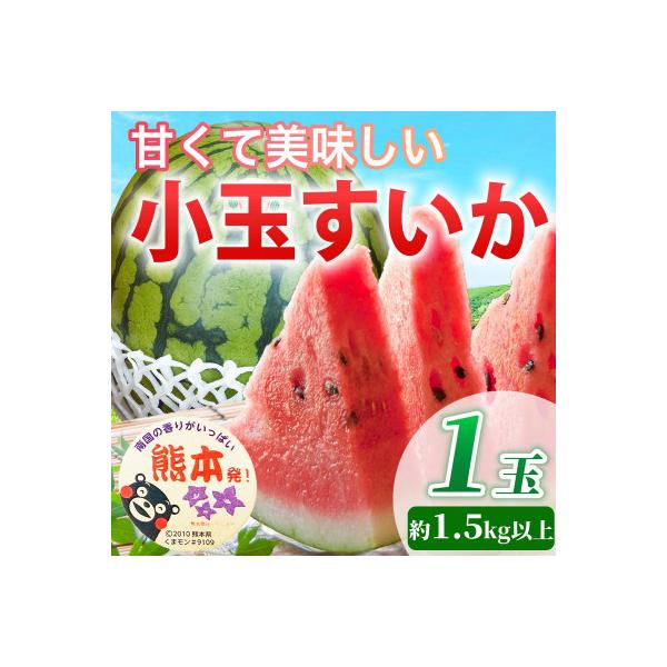 山鹿市 【先行予約】 熊本県産 高糖度! 酷暑対策に! 小玉すいか スイカ 1玉入り 約1.5kg以上