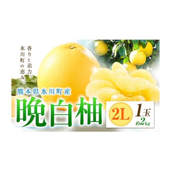 みかん・柑橘類 熊本県 氷川町 柑橘 晩白柚 2L 1玉 2kg 日本フルーツ株式会社《12月上旬-2月末頃出荷》熊本県 氷川町 ばんぺいゆ 果物 フルーツ … 約2kg