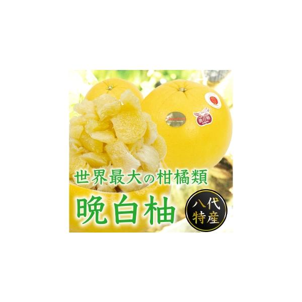 みかん・柑橘類 熊本県 - 晩白柚 2L サイズ 2玉 約4kg 柑橘系 柑橘類 柑橘 果物 くだもの フルーツ 果実 果汁 果肉 国産 熊本県産 2026年12月上…
