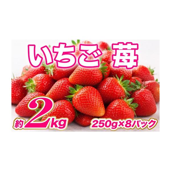 いちご 熊本県 八代市 令和8年熊本地震復興支援 先行予約 いちご 約2kg（約250g×8パック） イチゴ 苺 果物 くだもの フルーツ 旬 ジャム スムー… 約250g〜2kg