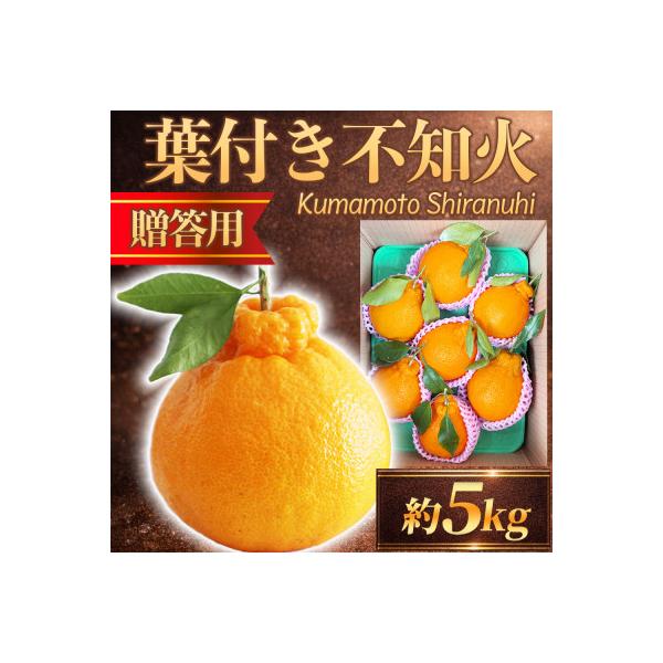 山鹿市 葉付き不知火 12〜24玉 約5kg(山鹿市)