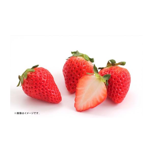 いちご 熊本県 熊本市 いちご 約2kg （ 250g × 8パック ） イチゴ 苺 果物 くだもの フルーツ 果実 果汁 果肉 国産 熊本県産 贈り物 冷蔵 2027… 約250g〜2kg