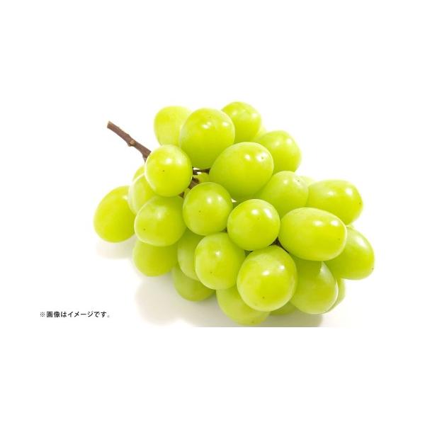 ぶどう マスカット 熊本県 熊本市 シャインマスカット ぶどう 6 〜 12房 約3.6kg マスカット ブドウ 葡萄 高級ぶどう 高級 果物 くだもの フルー…