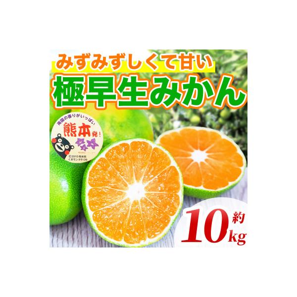 荒尾市 極早生みかん 2S〜2L 約10kg(荒尾市)