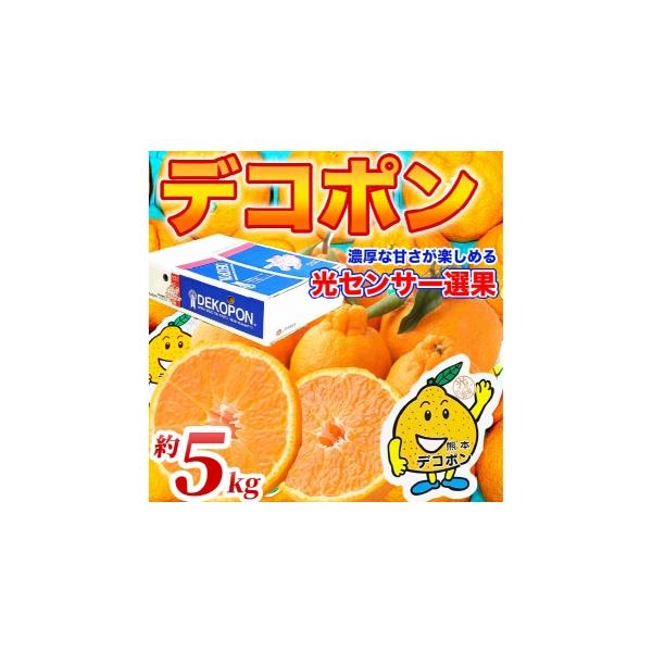 みかん・柑橘類 デコポン 熊本県 - デコポン 12 〜 24玉 約5kg 柑橘系 柑橘類 柑橘 果物 くだもの フルーツ 果実 果汁 果肉 国産 熊本県産 2026…