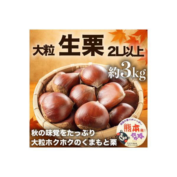 益城町 【先行予約】 熊本県産 旬の生栗 スイーツ作りにも! 大粒栗 2L以上 約3kg (益城町)