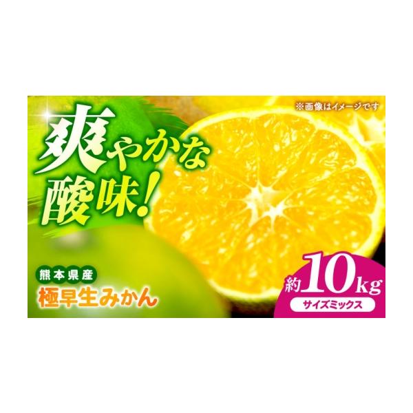 果物類 みかん 熊本県 山鹿市 先行予約 極早生みかん 2S-2L 約10kg みかん 蜜柑 柑橘 フルーツ 果物 日本フルーツ株式会社 ZFJ055