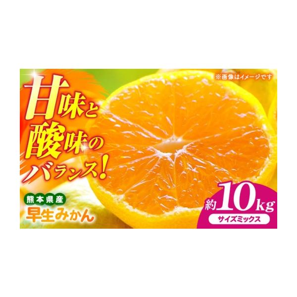 果物類 みかん 熊本県 山鹿市 先行予約 早生みかん 2S-2L 約10kg みかん 蜜柑 柑橘 フルーツ 果物 日本フルーツ株式会社 ZFJ058