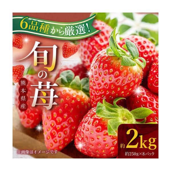 【先行予約】熊本県産いちご 約2kg（250g×8pc） イチゴ フルーツ 果物 熊本県産 熊本【日本フルーツ株式会社】【ZFJ052】 熊本県山鹿市 約250g〜2kg