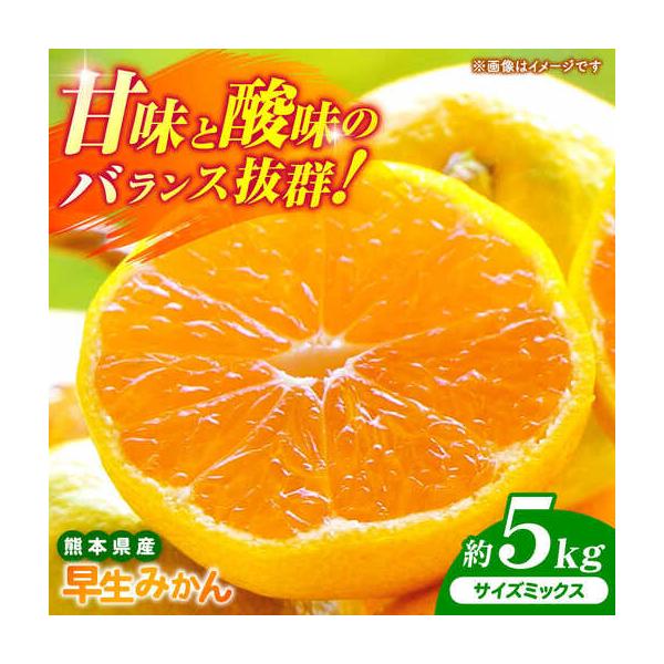 【先行予約】 早生みかん 2S-2L 約5kg みかん 蜜柑 柑橘 フルーツ 果物 【日本フルーツ株式会社】【ZFJ057】 熊本県山鹿市