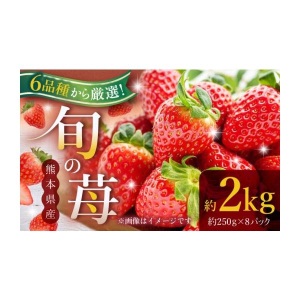 いちご 熊本県 山鹿市 先行予約 熊本県産いちご 約2kg（250g×8pc） イチゴ フルーツ 果物 熊本県産 熊本 日本フルーツ株式会社 ZFJ052 約250g〜2kg