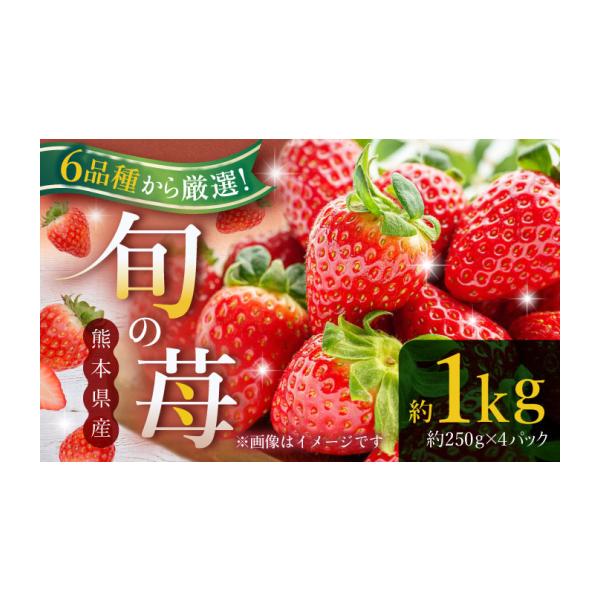 いちご 熊本県 山鹿市 先行予約 熊本県産いちご 約１kg（250g×4pc） イチゴ フルーツ 果物 熊本県産 熊本 日本フルーツ株式会社 ZFJ009 約250g