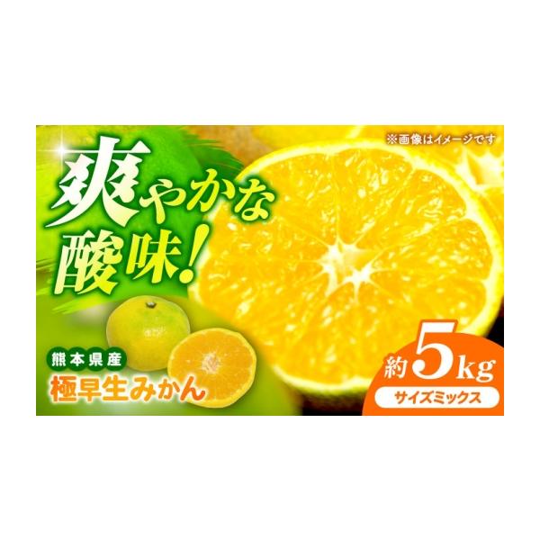 果物類 みかん 熊本県 山鹿市 先行予約 極早生みかん 2S-2L 約5kg みかん 蜜柑 柑橘 フルーツ 果物 日本フルーツ株式会社 1万円以下 10000円以…