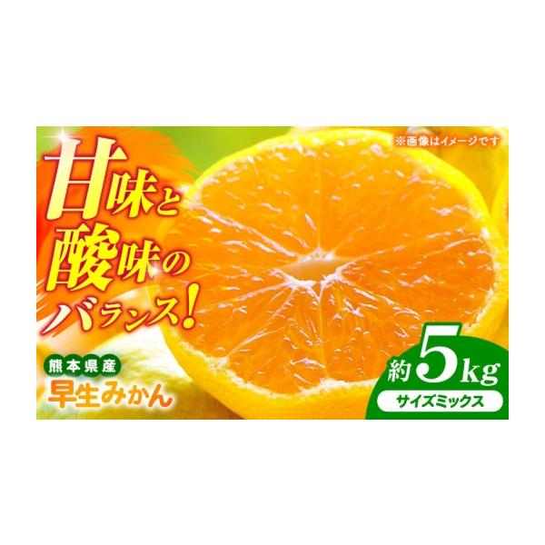 果物類 みかん 熊本県 山鹿市 先行予約 早生みかん 2S-2L 約5kg みかん 蜜柑 柑橘 フルーツ 果物 日本フルーツ株式会社 1万円以下 10000円以下 …