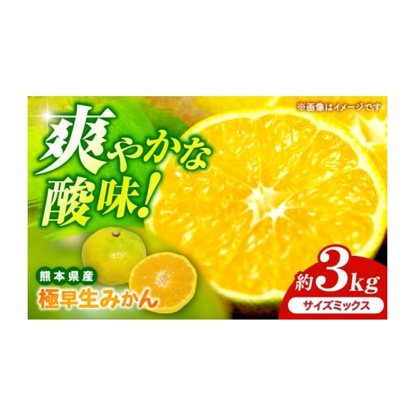 果物類 みかん 熊本県 山鹿市 先行予約 極早生みかん 2S-2L 約3kg みかん 蜜柑 柑橘 フルーツ 果物 日本フルーツ株式会社 1万円以下 10000円以…