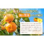 【先行予約】柿 太秋柿 たいしゅうがき 約2kg 日本フルーツ株式会社《2026年10月上旬-11月上旬頃出荷》熊本県 菊池市 秋の味覚 果.. 熊本県菊池市