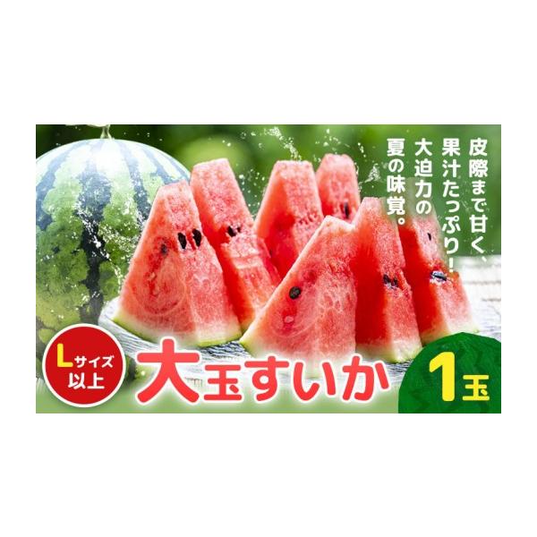 スイカ 熊本県 菊池市 先行予約 大玉すいか 1玉約5kg 日本フルーツ株式会社《5月上旬-６月下旬頃出荷》熊本県 菊池市 すいか スイカ 大玉 熊本…