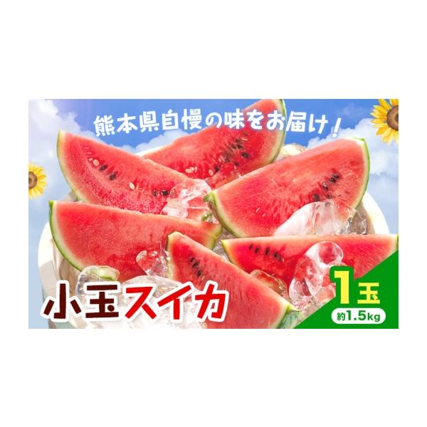 スイカ 熊本県 菊池市 先行予約 小玉スイカ 1玉 約1.5kg 日本フルーツ株式会社 《4月中旬-7月下旬頃出荷》 こだますいか 西瓜 すいか フルーツ …