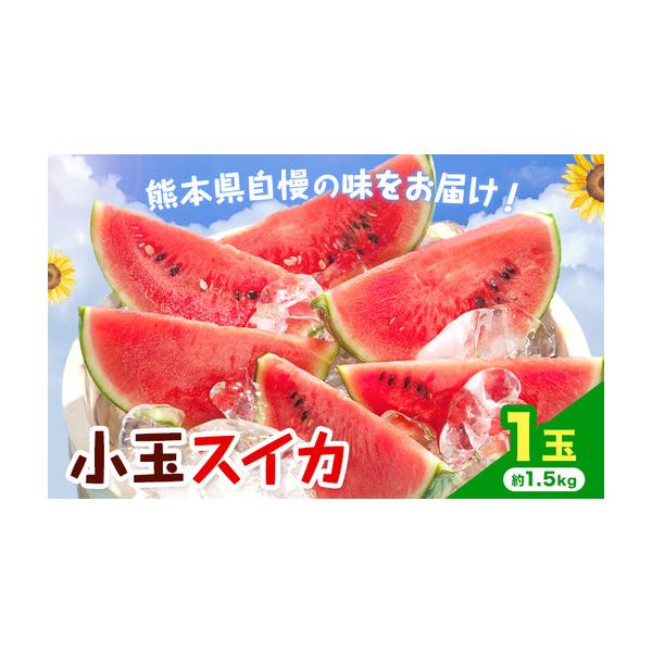 【先行予約】小玉スイカ 1玉 約1.5kg 日本フルーツ株式会社 《4月中旬-7月下旬頃出荷》 こだますいか 西瓜 すいか フルーツ 果物 .. 熊本県菊池市