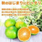 極早生みかん 2S〜2L 約3kg(益城町)【1725626】 熊本県益城町