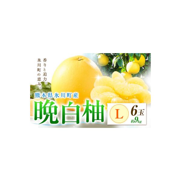 氷川町 柑橘 晩白柚 L 6玉 9kg 日本フルーツ株式会社《12月上旬-2月末頃出荷》 約9kg