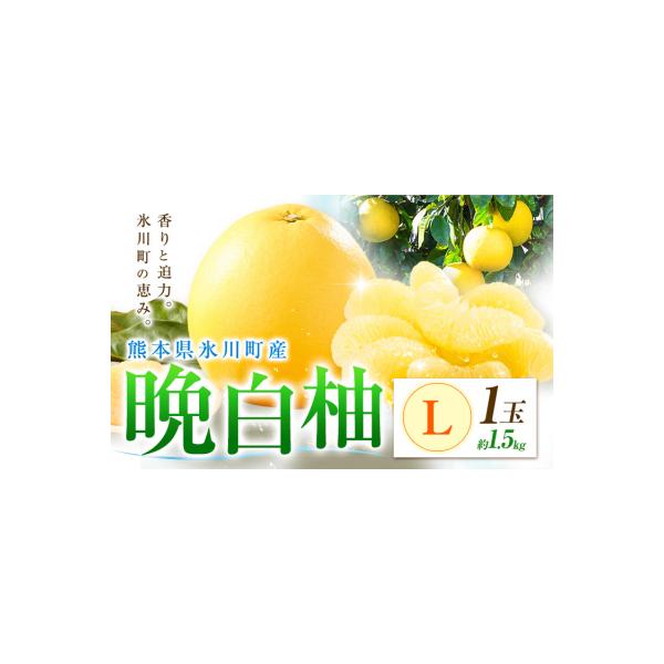 氷川町 柑橘 晩白柚 L 1玉 1.5kg 日本フルーツ株式会社《12月上旬-2月末頃出荷》 約1.5kg