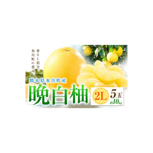 氷川町 柑橘 晩白柚 2L 5玉 10kg 日本フルーツ株式会社《12月上旬-2月末頃出荷》 約10kg