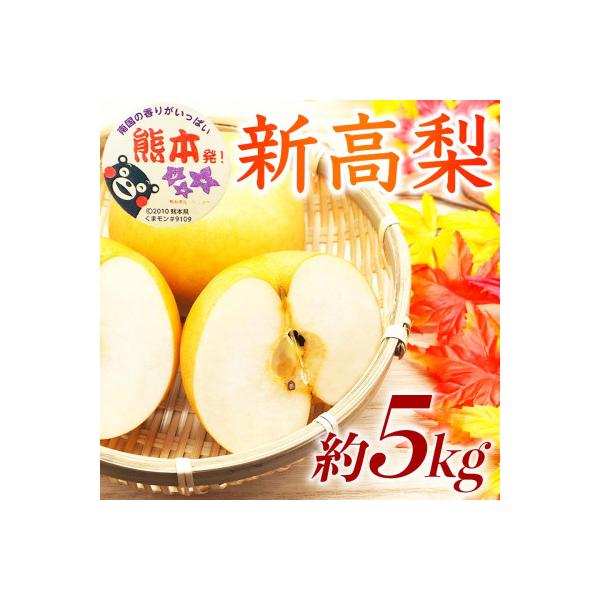 菊池市 熊本県産 大玉 高糖度 贈答用 梨 新高梨 約5kg(6〜16玉)(菊池市)